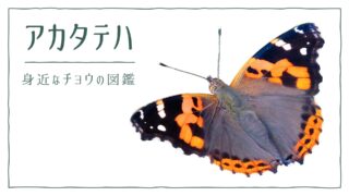 図解でわかる！アカタテハを見分ける３つの特徴｜好む花や食草を植えて庭に招こう