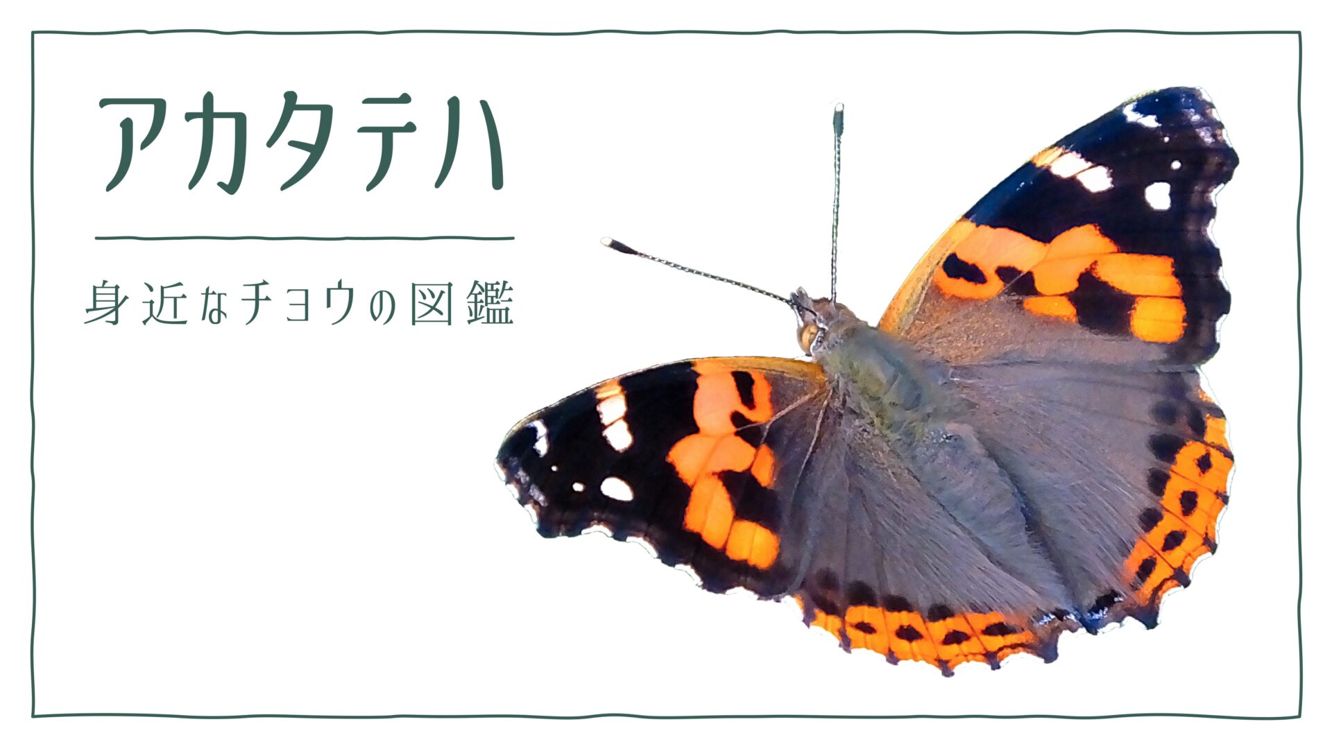 図解でわかる！アカタテハを見分ける３つの特徴｜好む花や食草を植えて庭に招こう