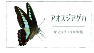 図解でわかる!アオスジアゲハを見分ける1つの特徴|好む花や食草を植えて庭に招こう