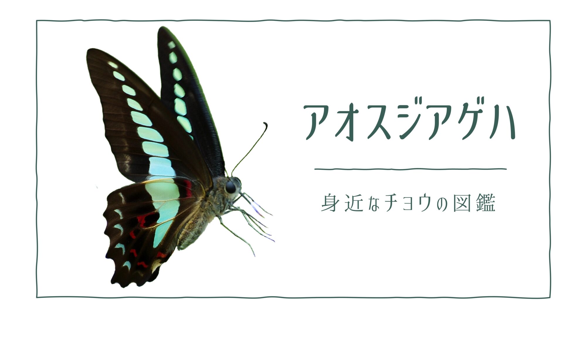 図解でわかる！アオスジアゲハを見分ける１つの特徴｜好む花や食草を植えて庭に招こう