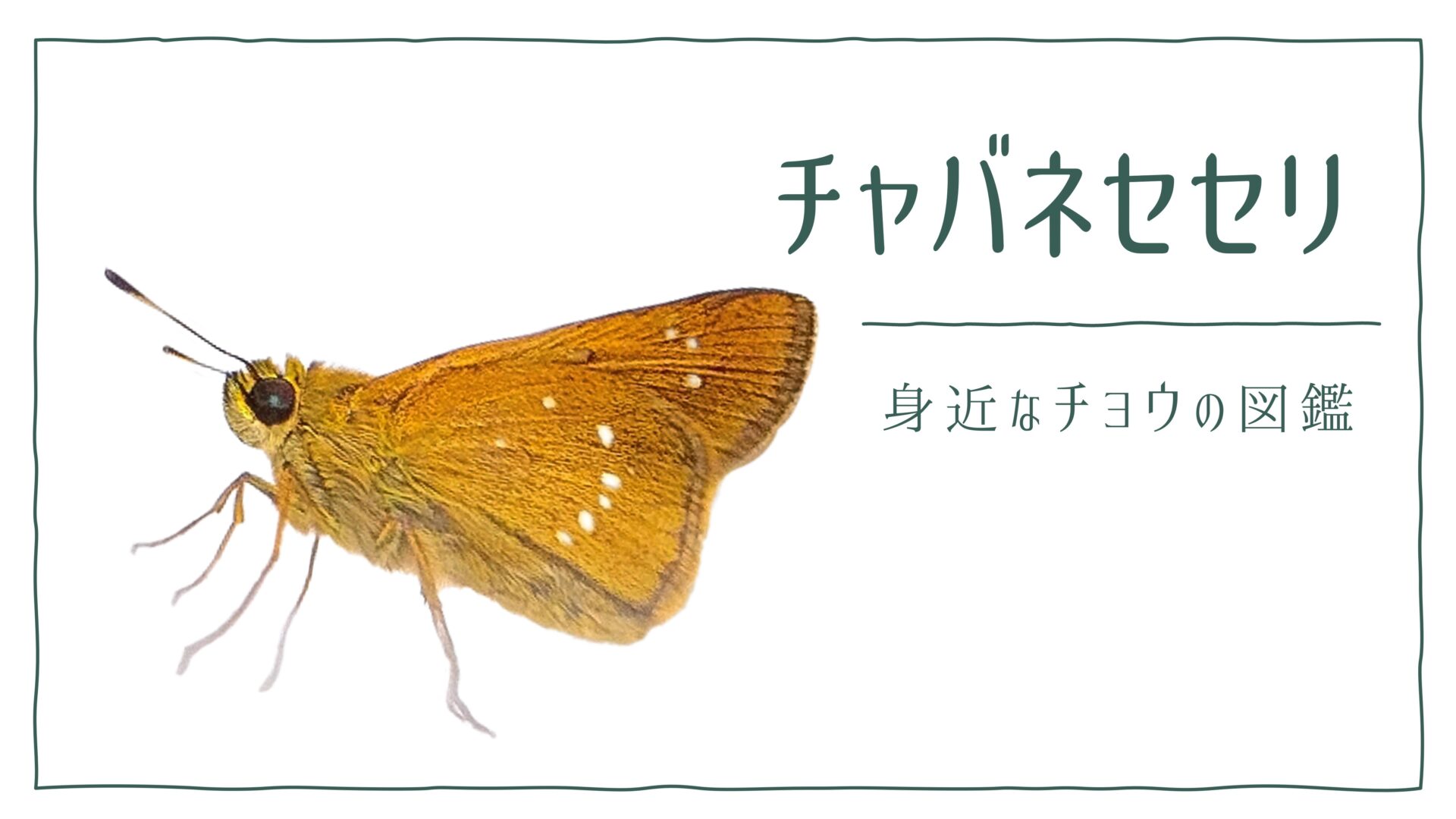 図解でわかる！チャバネセセリを見分ける２つの特徴｜好む花や食草を植えて庭に招こう