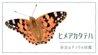 図解でわかる！ヒメアカタテハを見分ける３つの特徴｜好む花や食草を植えて庭に招こう