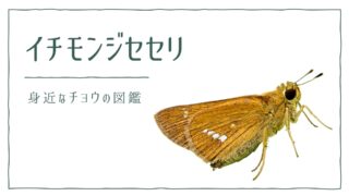 図解でわかる！イチモンジセセリを見分ける２つの特徴｜好む花や食草を植えて庭に招こう