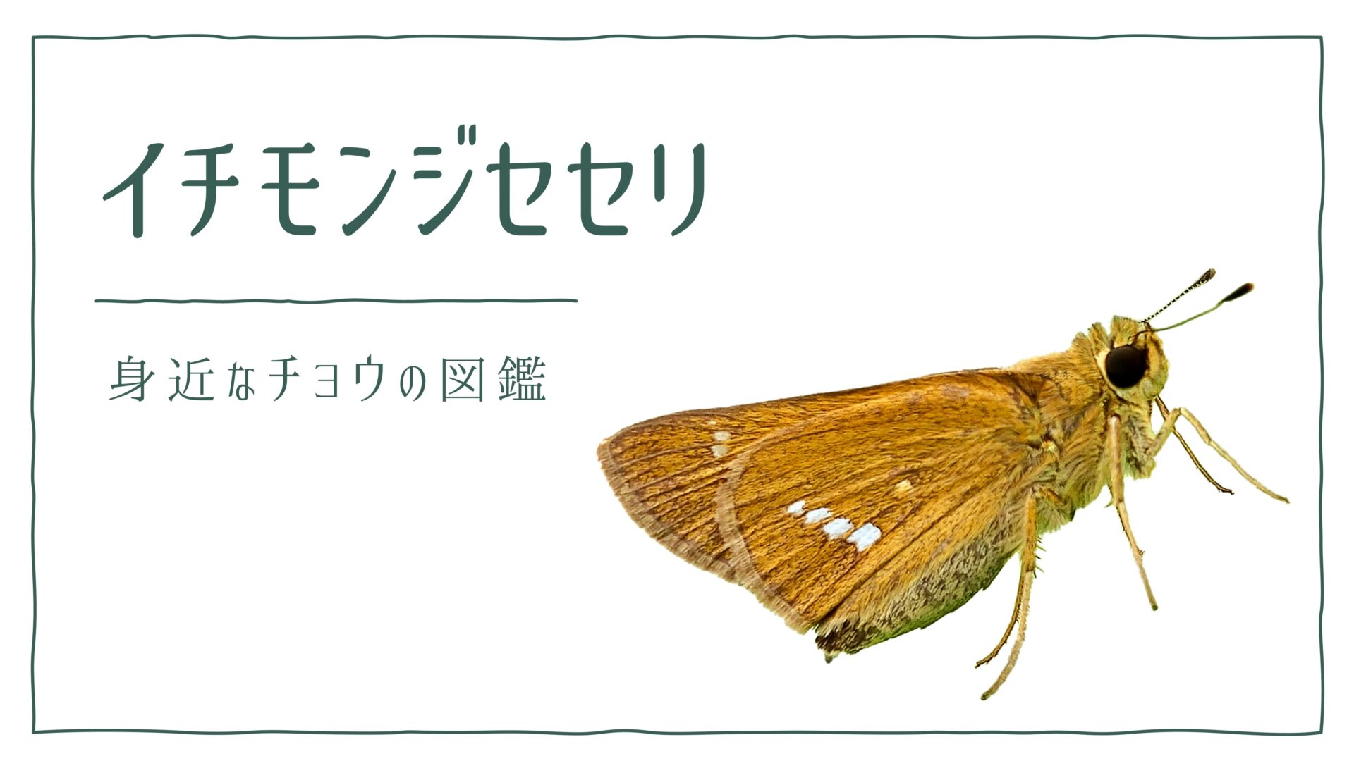 図解でわかる！イチモンジセセリを見分ける２つの特徴｜好む花や食草を植えて庭に招こう