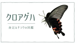 図解でわかる！クロアゲハを見分ける３つの特徴｜好む花や食草を植えて庭に招こう