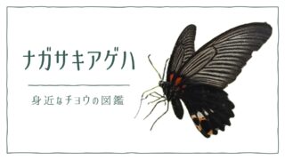 図解でわかる！ナガサキアゲハを見分ける３つの特徴｜好む花や食草を植えて庭に招こう