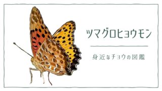 図解でわかる！ツマグロヒョウモンを見分ける３つの特徴｜好む花や食草を植えて庭に招こう