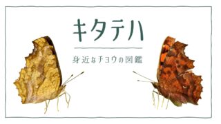 図解でわかる！キタテハを見分ける３つの特徴｜好む花や食草を植えて庭に招こう