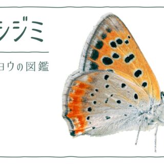 Benishijimi-ec-320x320.jpg