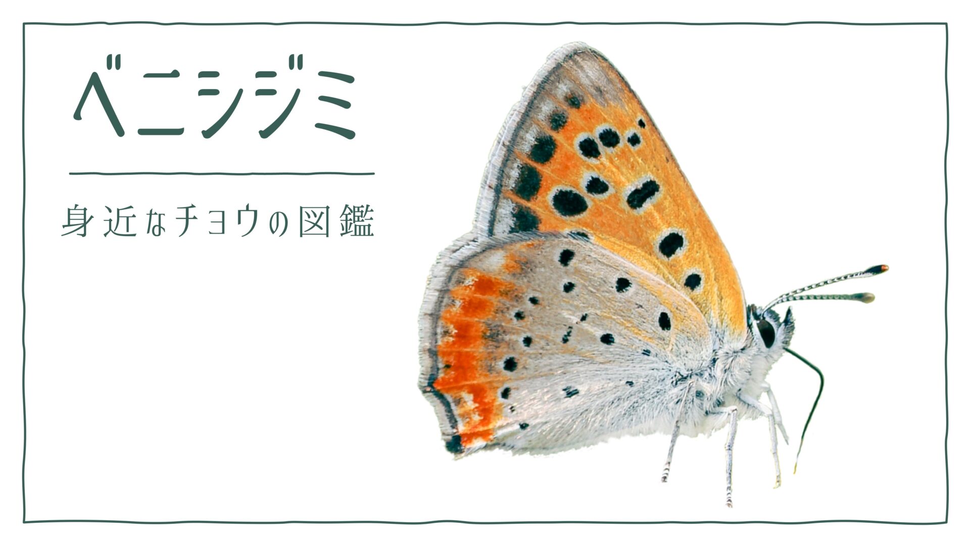 図解でわかる!ベニシジミを見分ける2つの特徴|好む花や食草を植えて庭に招こう