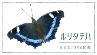 図解でわかる！ルリタテハを見分ける３つの特徴｜好む花や果樹や食草を植えて庭に招こう
