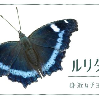 図解でわかる！ルリタテハを見分ける3つの特徴｜好む花や果樹や食草を