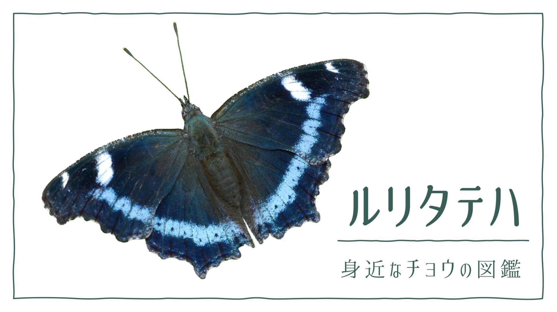 図解でわかる！ルリタテハを見分ける３つの特徴｜好む花や果樹や食草を植えて庭に招こう