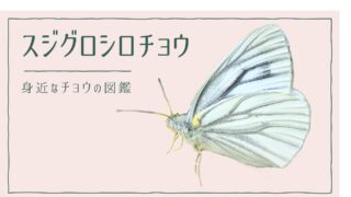 図解でわかる!スジグロシロチョウを見分ける3つの特徴|好む花や食草を植えて庭に招こう