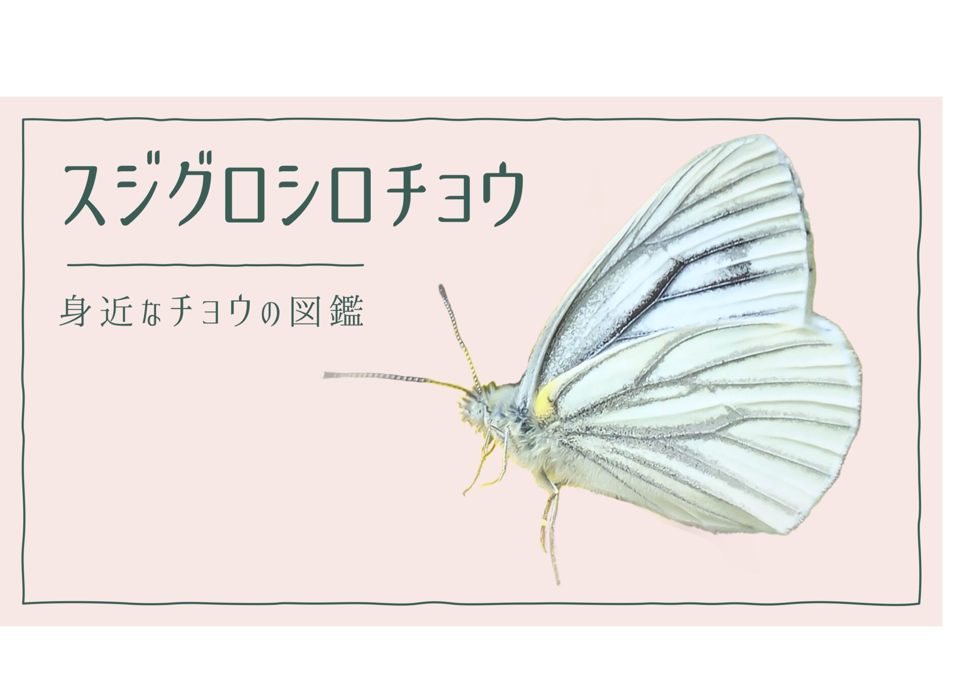 図解でわかる！スジグロシロチョウを見分ける３つの特徴｜好む花や食草を植えて庭に招こう