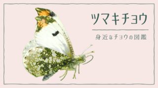 図解でわかる!ツマキチョウを見分ける3つの特徴|好む花や食草を植えて庭に招こう