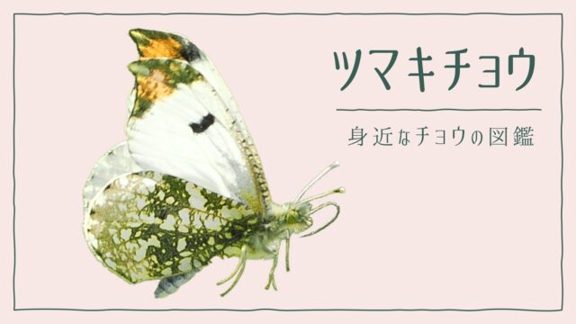 ツマキチョウのアイキャッチ画像