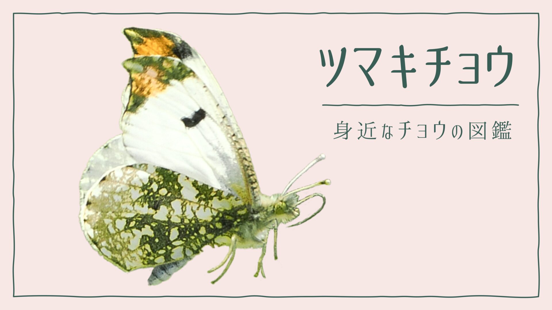 図解でわかる！ツマキチョウを見分ける３つの特徴｜好む花や食草を植えて庭に招こう